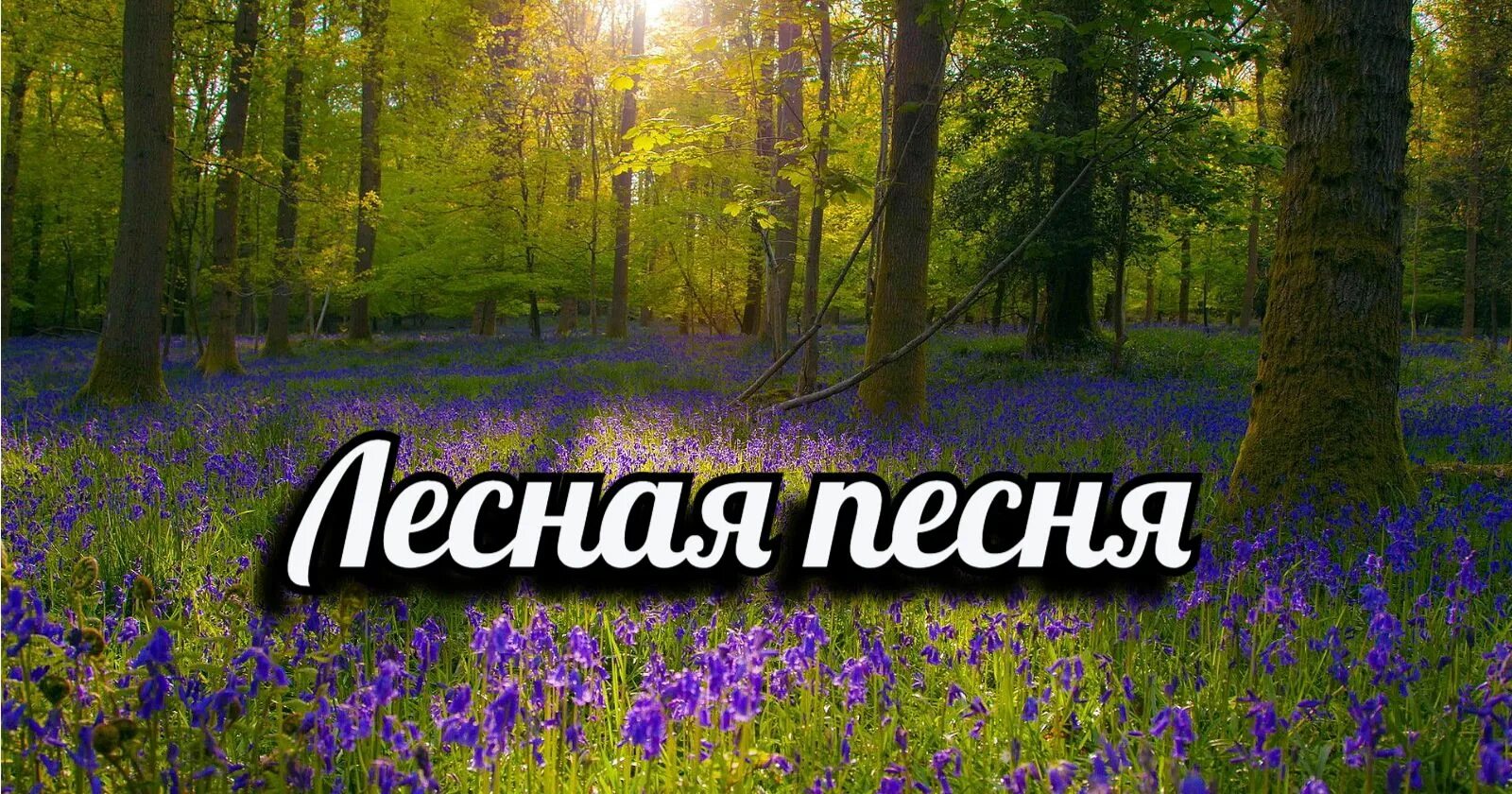 Видео песня лесная. Музыка леса. Лесная песенка. Музыкальный лес. Музыка в лесу.