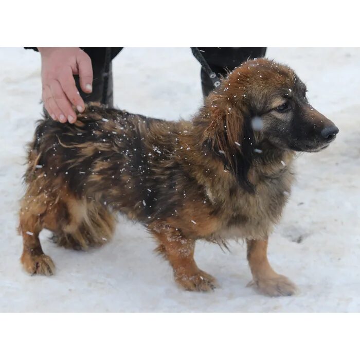 Форум собачку. Собака черно подпалая 7 кг. Рыжая собачка дворняжка. Красивые собаки. Лысая чихуахуа.