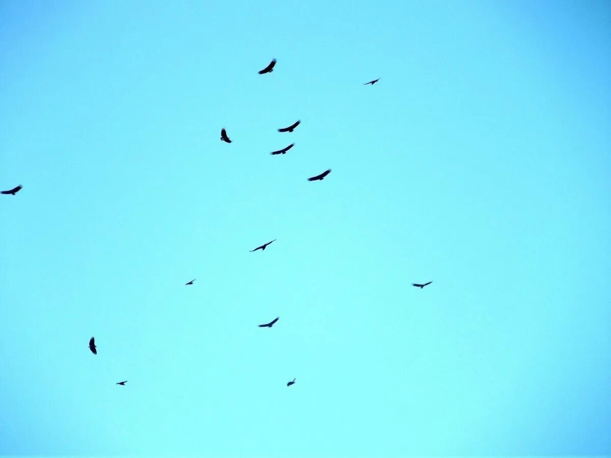 Птицы вдали. Птицы в небе. Птицы летают. Стая птиц. Птицы вдалеке.