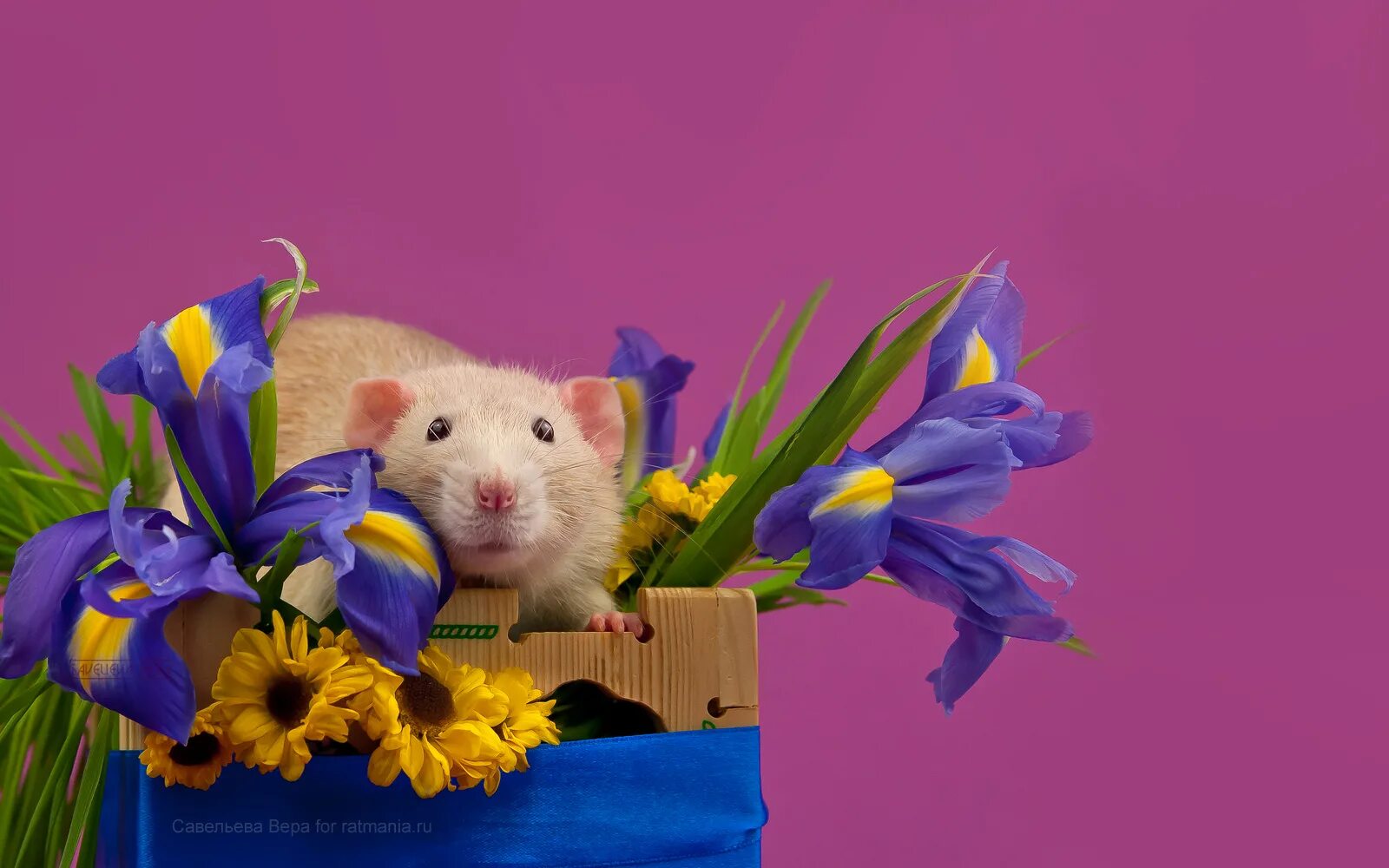 Конфеты на столе с крысой. Ратмания. Мышь. Крыса дамбо рататуй. Ратмания.