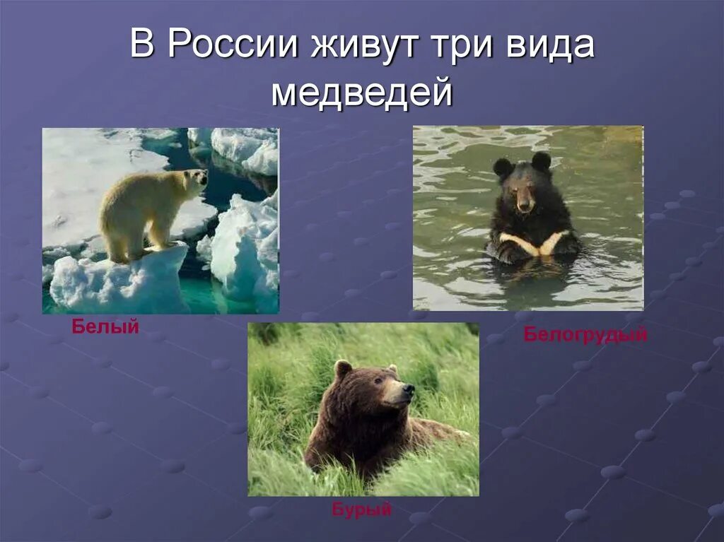 Презентация день медведя 13 декабря. Виды медведей. виды медведей в россии. три вида медведей в россии. день медведя 13 декабря презентация.