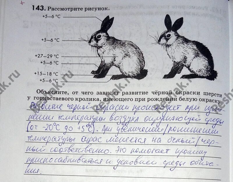 Объяснение рисунков. Объясните от чего зависит развитие черной окраски. От чего зависит развитие черной окраски шерсти у горностаевого. От чего зависит развитие черной окраски у горностаевого кролика. От чего зависит чёрная окраска у горностаевого кролика.