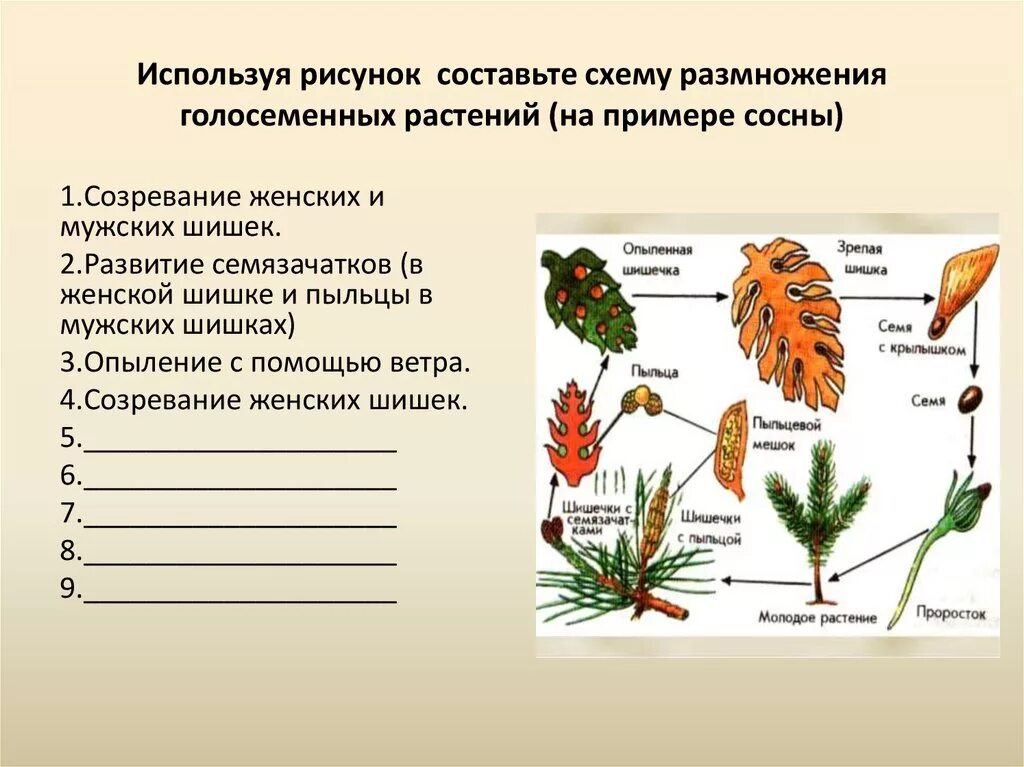 Верны ли следующие суждения о размножении голосеменных. Размножение голосеменных растений схема. Схема размножения голосеменных растений 6. Цикл развития голосеменных растений 6 класс биология. Размножение голосеменных хвойных.