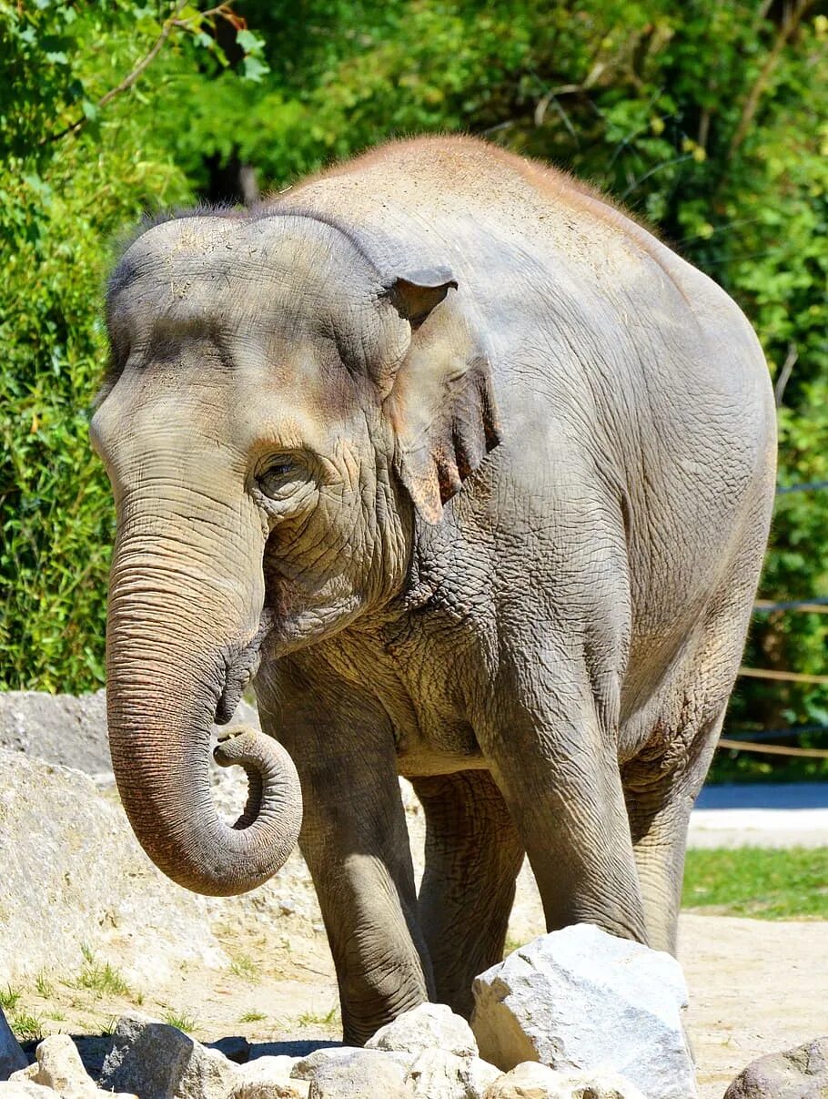 Как выглядит слоновая. Суматранский слон. Хобот африканского слона. Самый красивый слон. Цейлонский слон.
