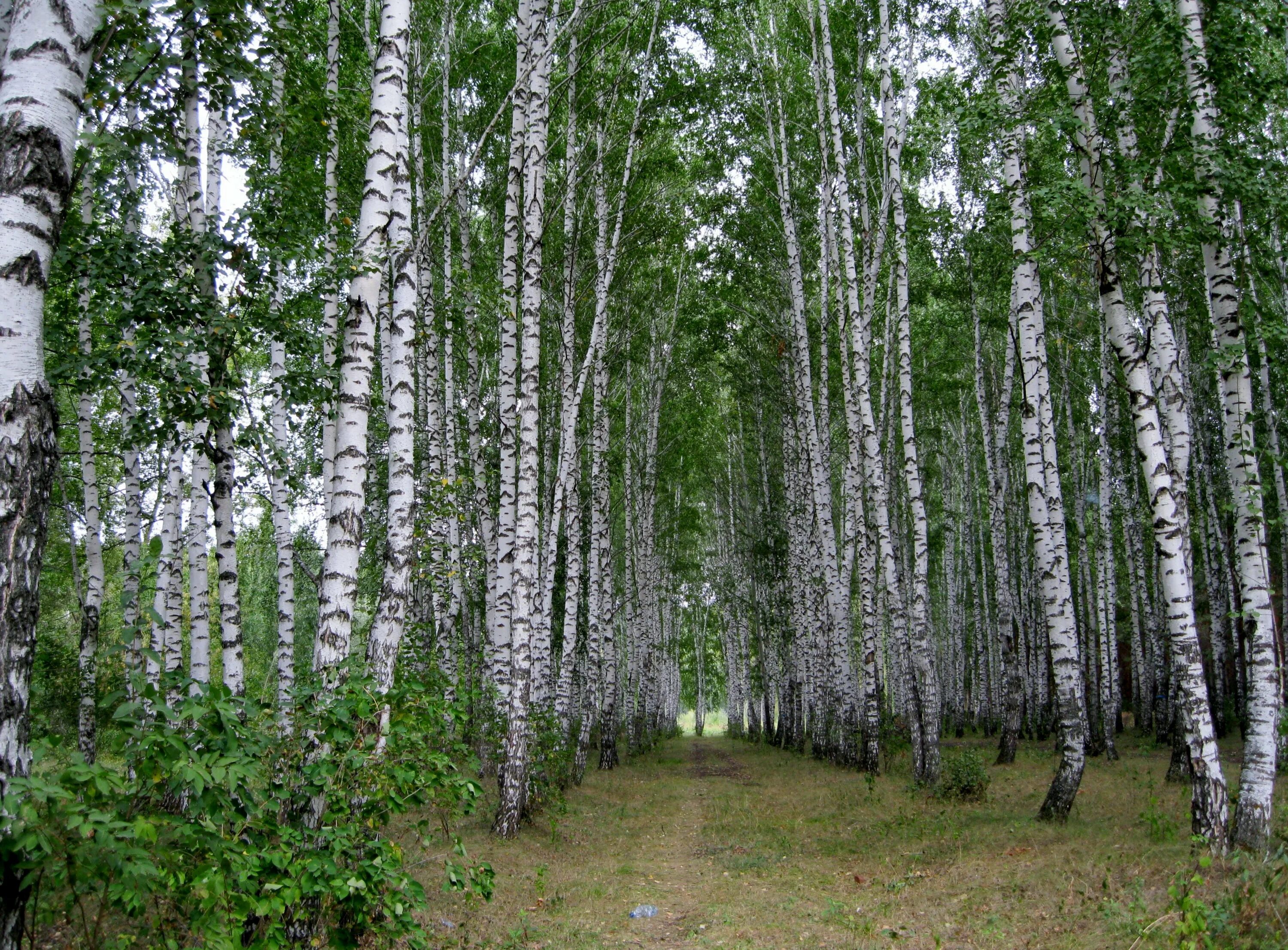 Березки самарская область