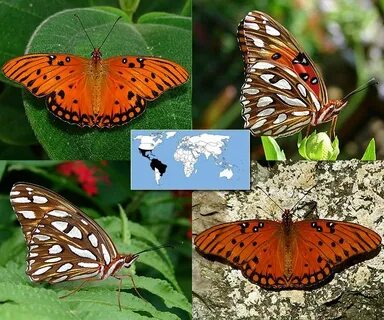 Какие есть бабочки