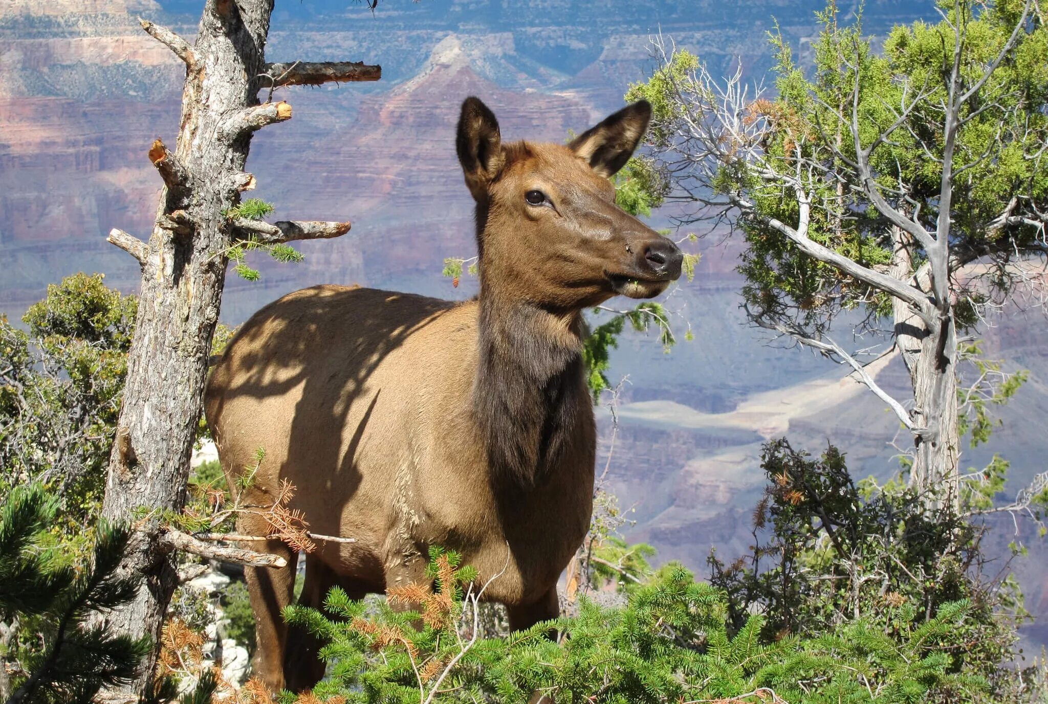 Эндемиком северной америки является животное. Национальный парк Гранд-каньон фауна. Заповедник Гранд каньон животные. Чернохвостый олень Гранд каньон.