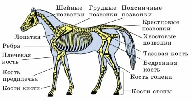 Какая опорно двигательная система у млекопитающих. Парнокопытные строение скелета. Опорно двигательная система лошади. Осевой скелет лошади анатомия. Скелетное строение лошади.