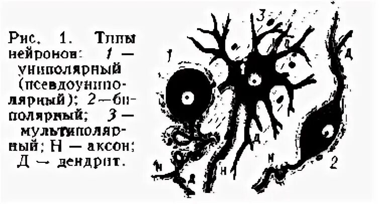 Место контакта между двумя нейронами называется. Синапс вид клеточного контакта. Место контакта двух нервных клеток. Место контактов нейронов сканворд. Место контактов нейронов сканворд.
