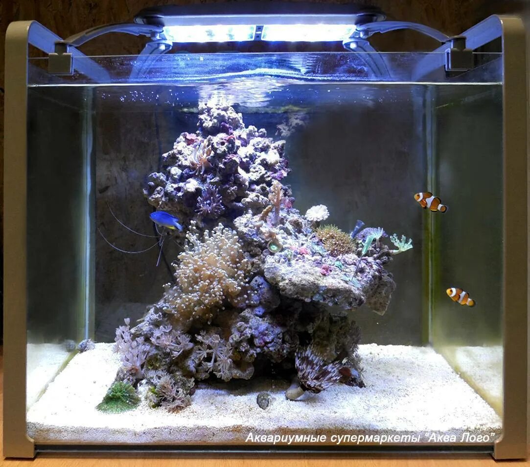 Аквариум 38. Морской аквариум на 100л. наполнение аквариума. аквариум 18 литров. аквариум 38 литров.