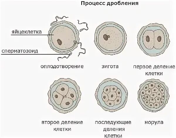 Каких классов позвоночных животных имеют крупные яйцеклетки. Дробление оплодотворенной яйцеклетки. Процесс дробления яйцеклетки. Оплодотворение зигота дробление. Процесс деления оплодотворенной яйцеклетки.