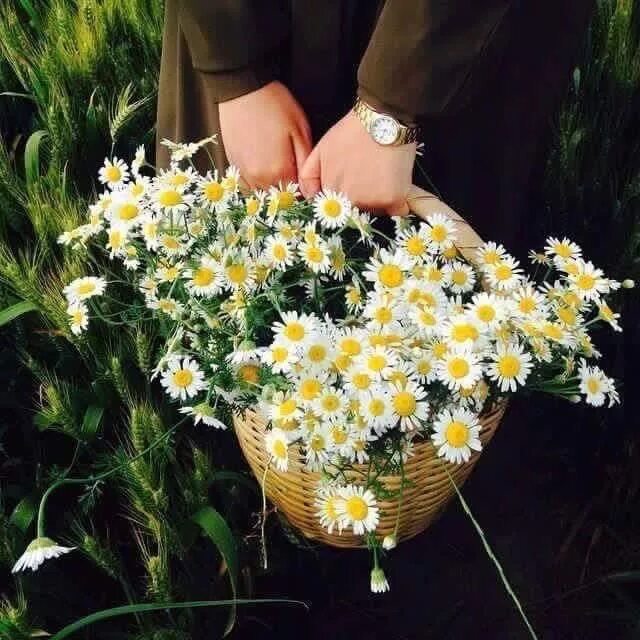 Букет крупных ромашек. Букет из полевых ромашек. Футаж ромашки. Букет "матрикария". Рингтон подарю тебе ромашек я большой букет.