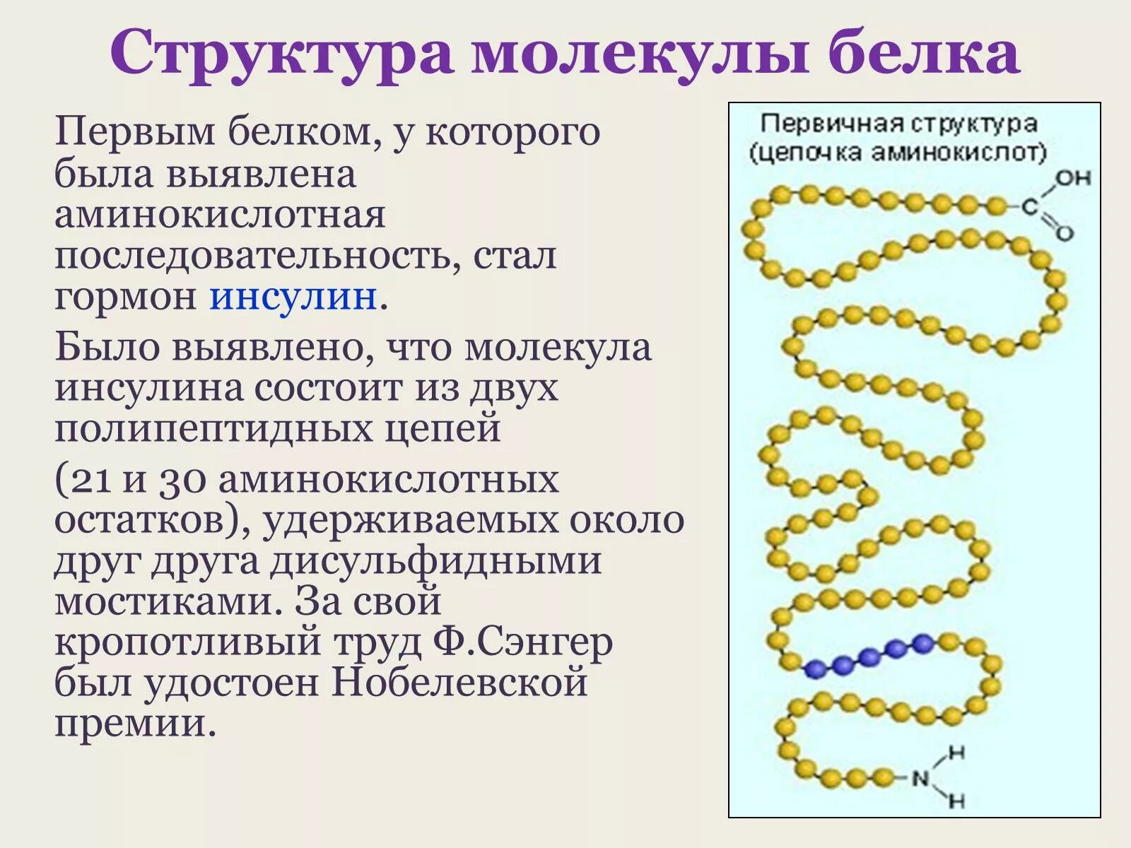 Первые белковые. Первичная структура белковых молекул. Строение молекулы белка первичная структура. Первичная структура белка структура. Первичная структура белковой молекулы.