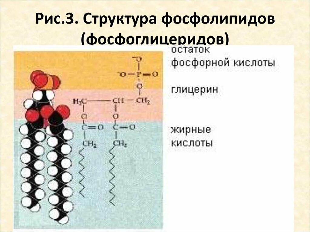 Схема фосфолипидов. Схема фосфолипидов