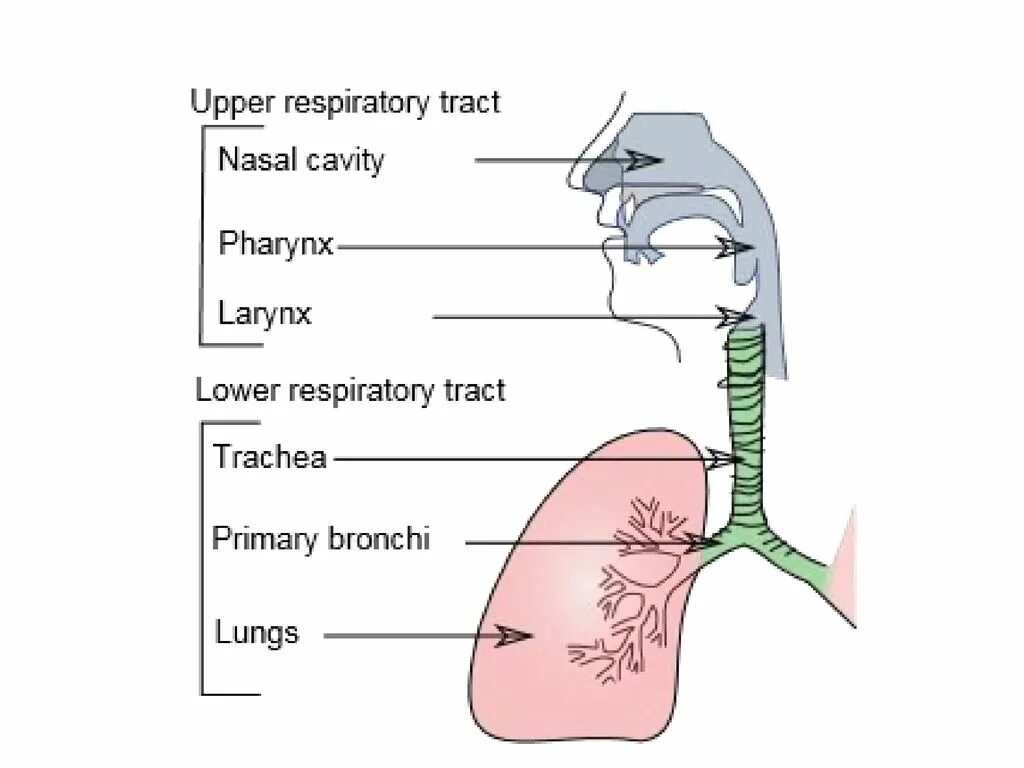 Тест заболевания верхних дыхательных путей. Верхние дыхательные пути схема. Верхние и нижние дыхательные пути схема. Топография верхних дыхательных путей. Верхние дыхательные пути схематично.