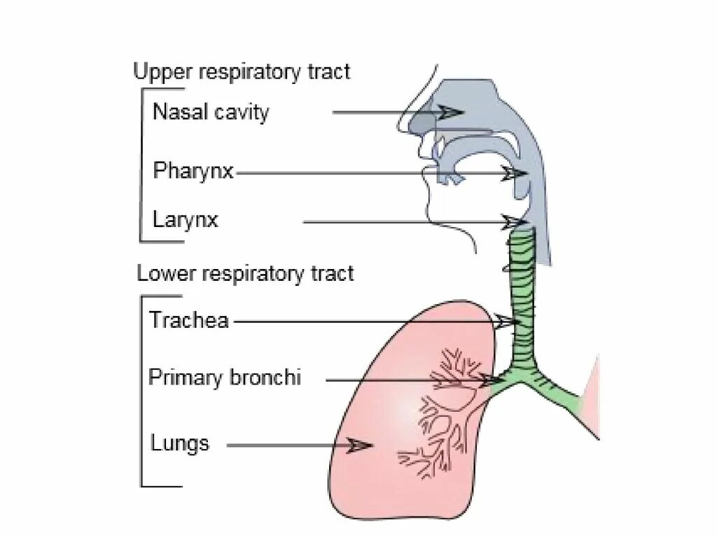 Верхние дыхательные пути схема. Верхние и нижние дыхательные пути схема. Топография верхних дыхательных путей. Верхние дыхательные пути схематично.