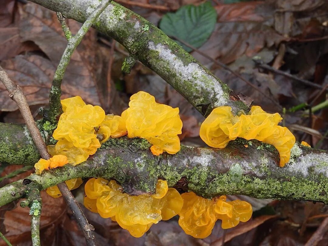 Дрожалка оранжевая гриб. Дрожалка оранжевая (Tremella mesenterica). Дрожалка оранжевая съедобный гриб. Слизевик Дрожалка оранжевая.