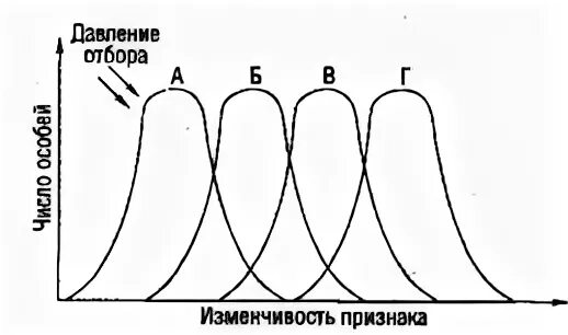 Дизруптивный разрывающий отбор примеры