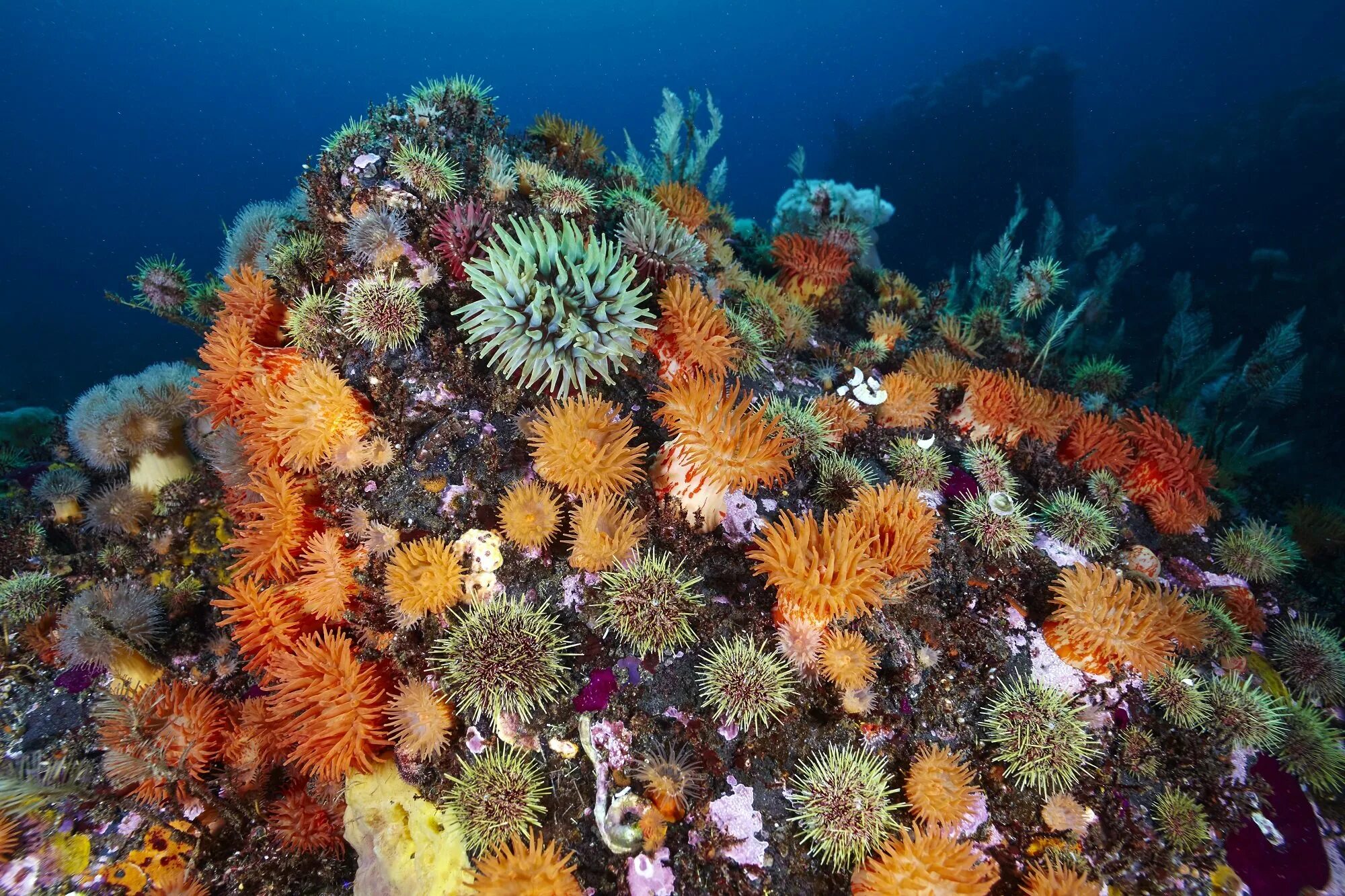 Какие морские соседи. Бентос актинии. Кораллы Охотского моря. Кораллы бентос. Актинии Охотского моря.