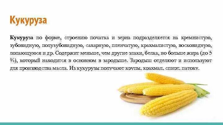 Лабораторная работа строение семени пшеницы. Строение зерна кукурузы. Строение семени кукурузы лабораторная работа. Строение семени фасоли 6 класс биология лабораторная работа. Лабораторная семена однодольных растений строение.