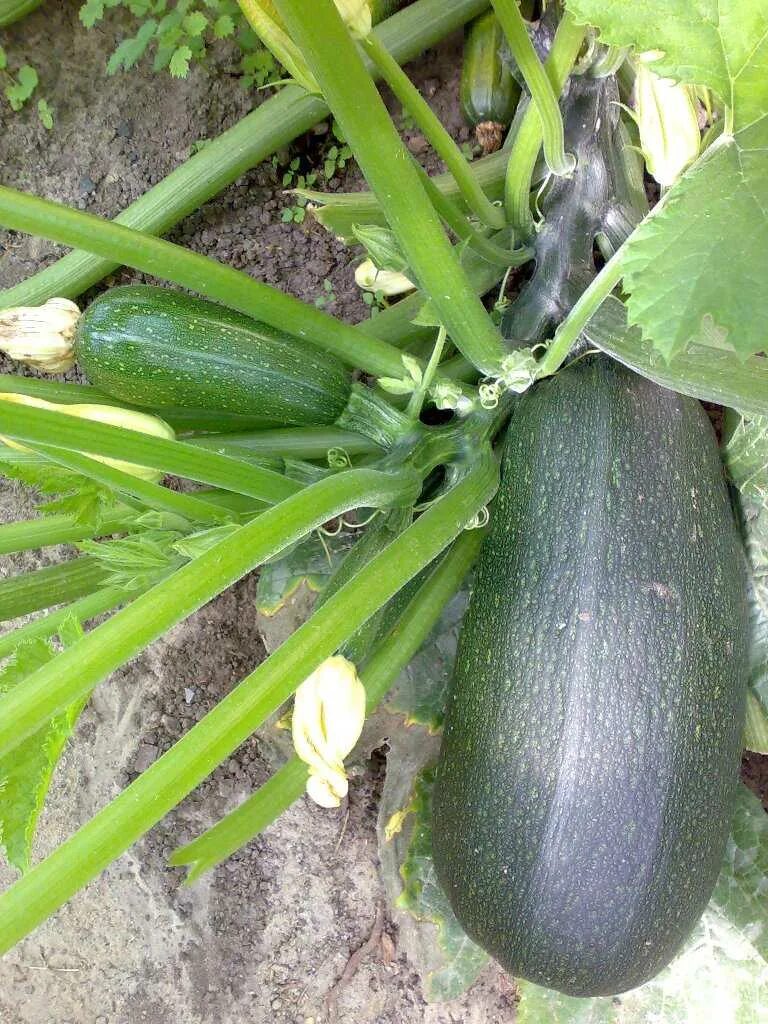 Courgettes & Summer Squashes Seed Collection £ 4.99 From Mr Fothergills Seeds Sq