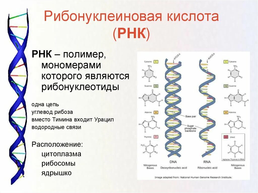 РНК структура молекулы РНК. Одноцепочечная структура РНК. Структура рибонуклеиновых кислот (РНК).. Рибонуклеиновая кислота РНК строение.