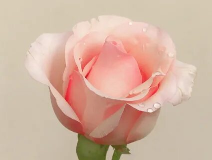 Rose up