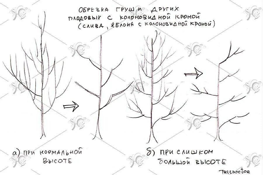 Обрезать грушу весной для начинающих как правильно. Схема подрезки груши весной. Обрезка яблонь и груш осенью. Схема обрезки яблони весной. Обрезка молодой груши весной схема.