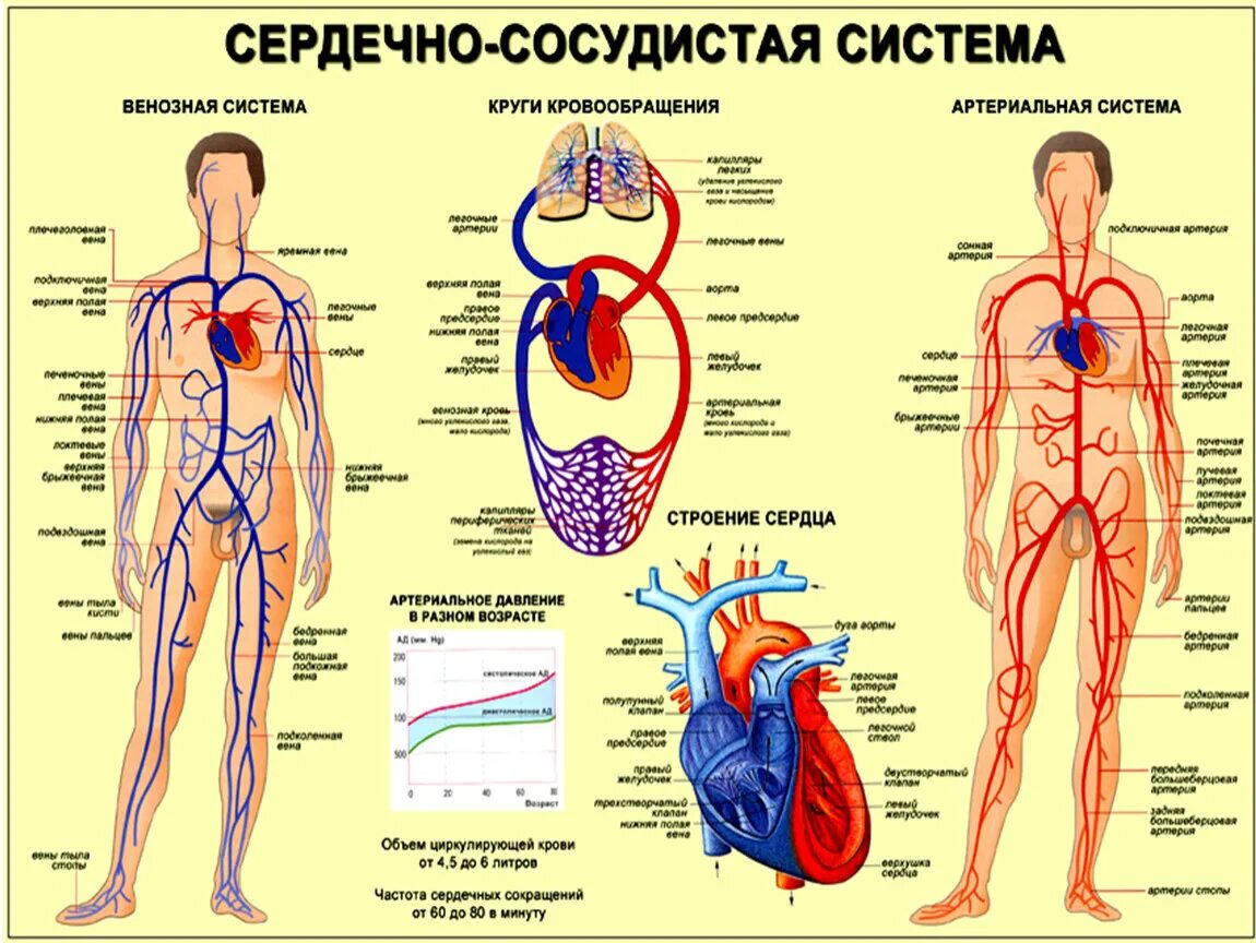 Схема строения артериальной системы человека. Артериальная система человека анатомия схема. Строение сердечно сосудистой системы человека схема. Артериальная и венозная система человека. Что входит в кровообращения