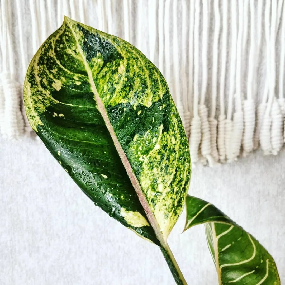 Аглаонема мун. Аглаонема корни. Аглаонема rotundum chocolate. Аглаонема ванилла. Аглаонема adelia.