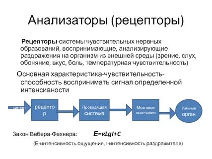 Внешние рецепторы человека