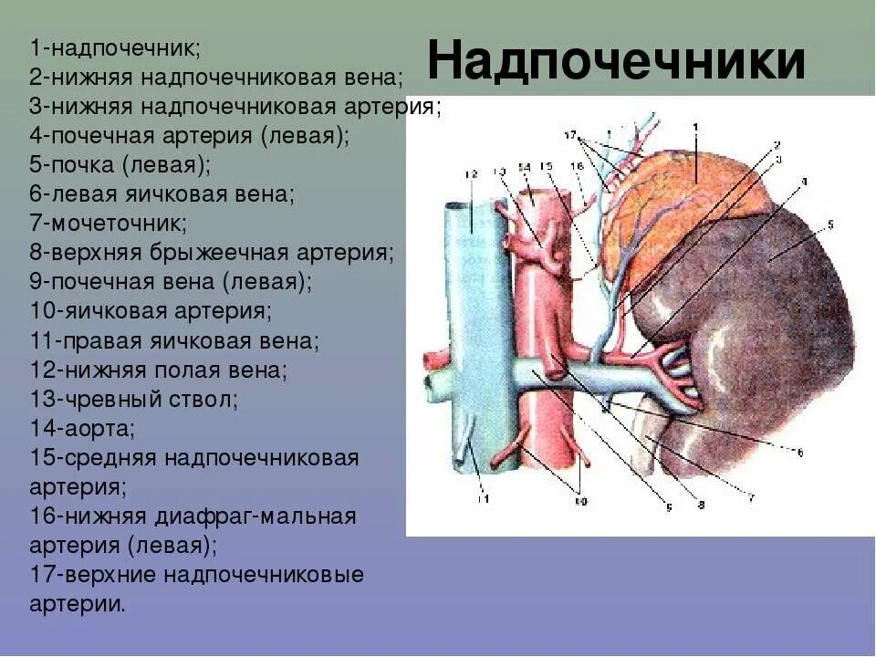 Кровоснабжение надпочечников анатомия. Нижняя надпочечниковая артерия. Средняя надпочечниковая артерия. Артерия и вена почки