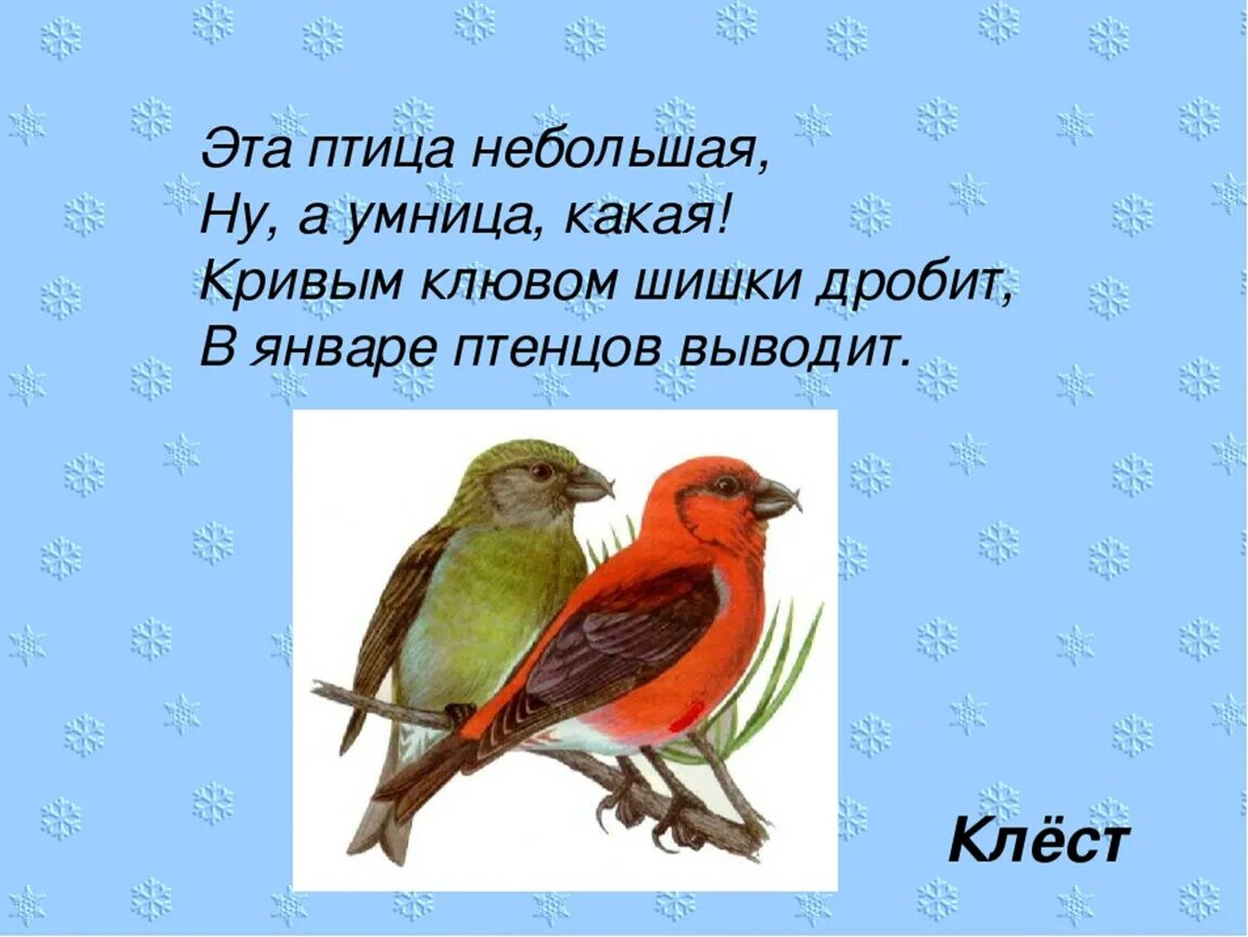 Загадка про птицу Клест для детей. Загадка про клеста. Загадка про клеста для детей. Стихи про птиц для детей. Толстой птичка презентация