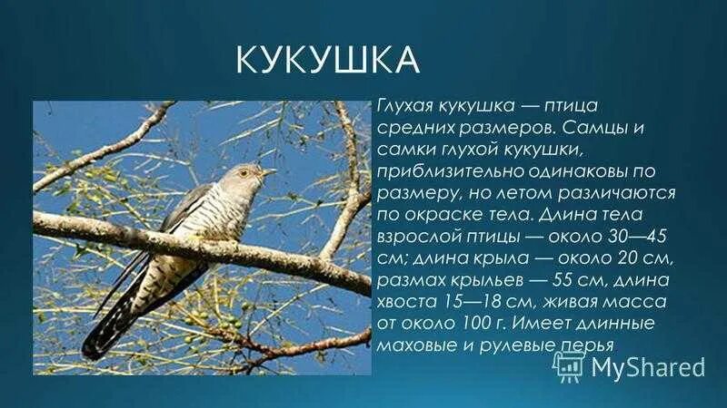 Кукушка красная книга. Глухая Кукушка красная книга. Кукушка описание. Кукушка доклад.