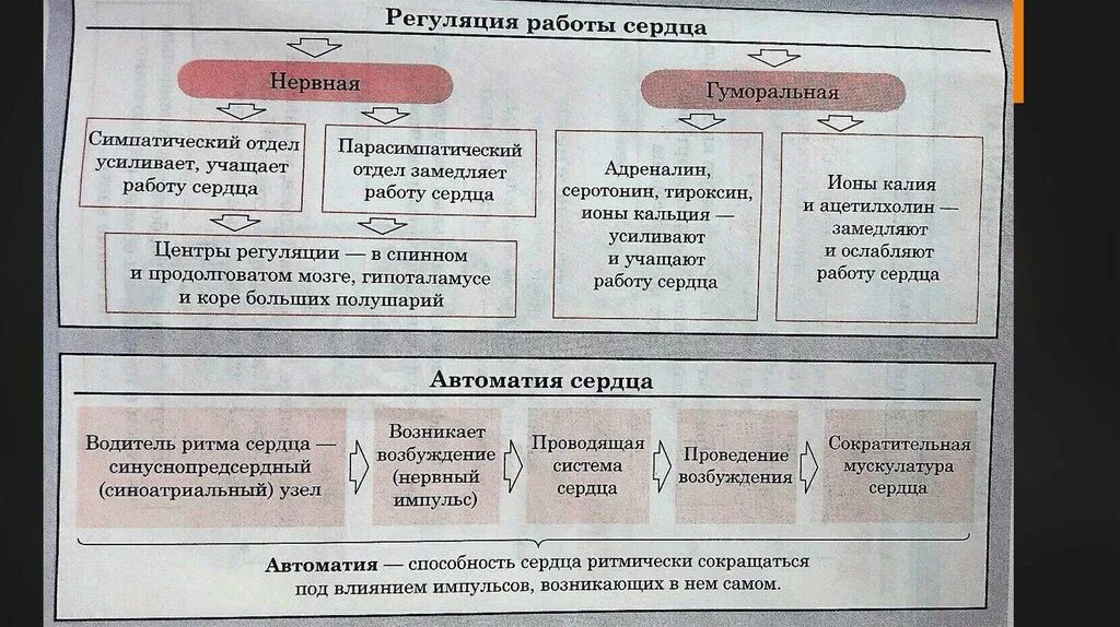 Гуморальная регуляция работы сердца осуществляется. Регуляция работы сердца и кровеносных сосудов. Регуляция работы сердца схема. Схема регуляции сердечной деятельности. Регуляция работы сердца таблица.