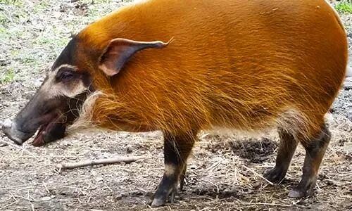Red hog. Red river hog. кистеухая свинья. африканская свинья. речная кистеухая свинья.