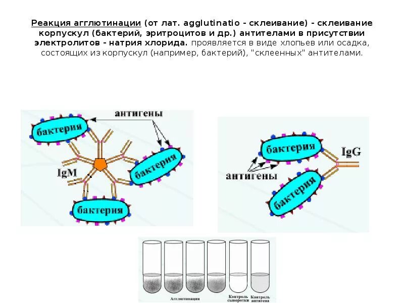 Схема постановки реакции агглютинации. Развернутая реакция агглютинации схема. Реакция агглютинации иммунология механизм. Реакция агглютинации микробиология антиген антитело. Методы реакции агглютинации