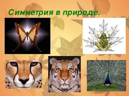 Живая симметрия