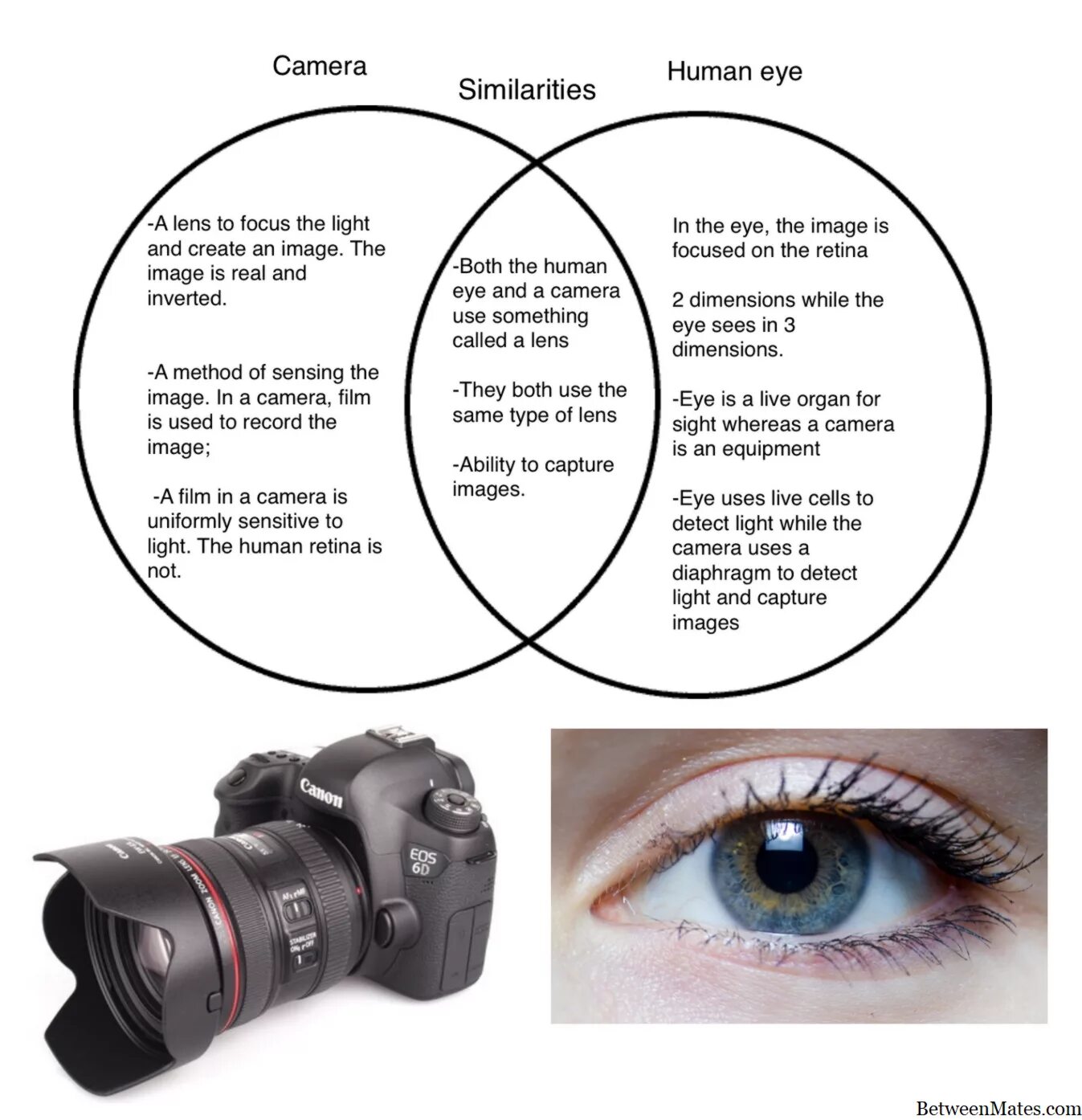 Глаз и фотоаппарат сравнение. Различие глаза и фотоаппарата. Различия между глазом и фотоаппаратом. Сходство глаза и фотоаппарата. И не видим различия