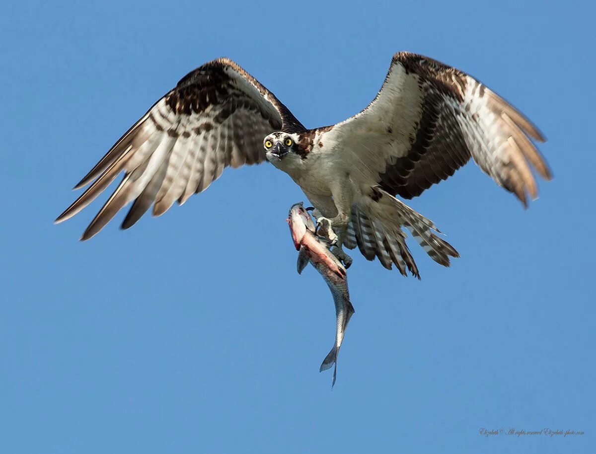 Суп хищная птица. Птица рыболов скопа. скопа хищная птица. скопа (pandion haliaetus).