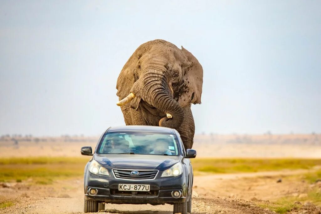 Elephant car. Животные напуганные машинами. Amboseli National Park.