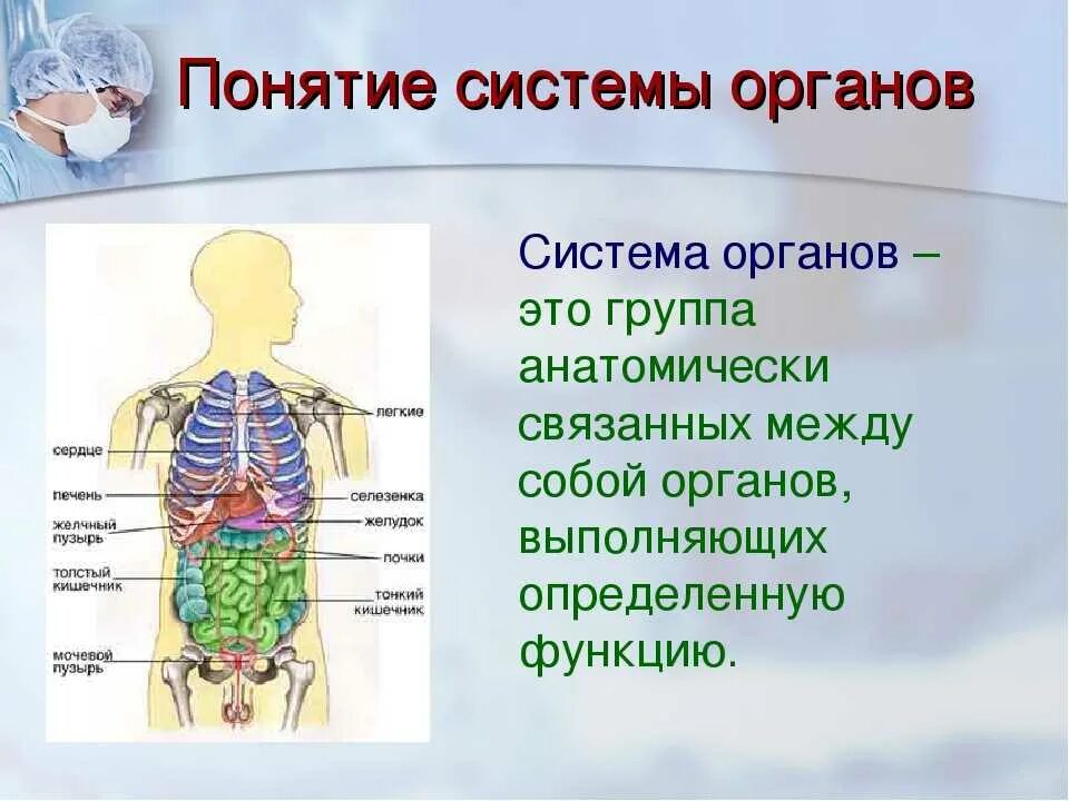 Система органов это в биологии. Система органов анатомия. Биология 8кл система органов. Системы органов человека 8 класс биология.