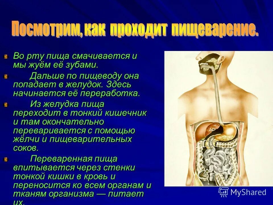 Почему не перевариваются стенки желудка. С помощью чего пища переваривается в тонкой кишке. Гастрит ела не переваривается.