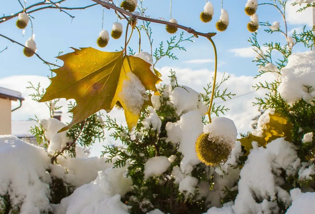 Первый снег утром картинки. Первый снежок. Первый снег осень солнце. Яркие растения в заснеженном саду. Утро осень первый снег.