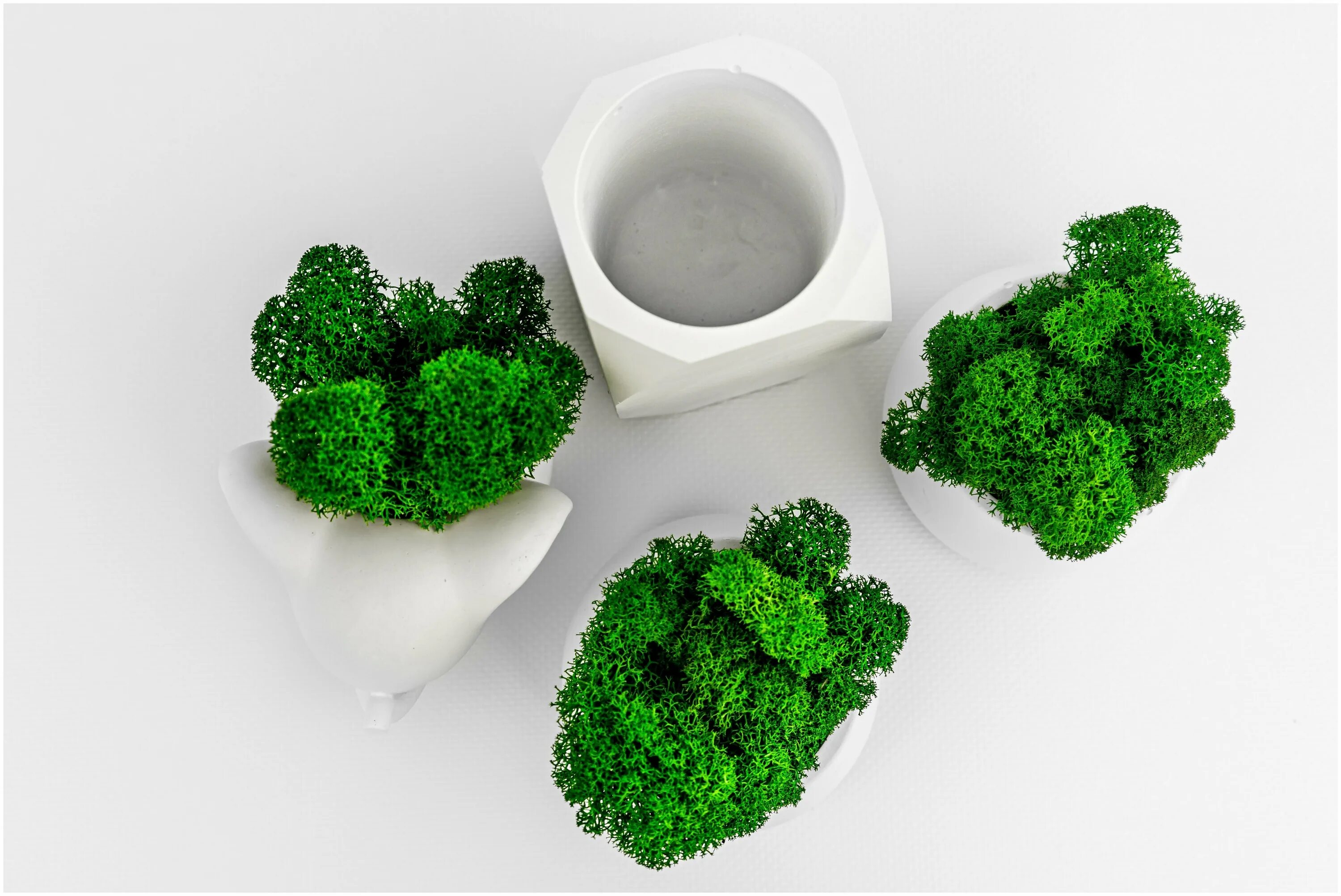 катана суши смоленск. мох роллы. скандинавский мох. чипсы из мха. стабилизированный мох изумруд.