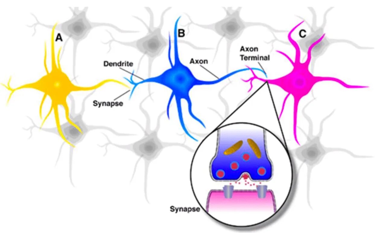 Аксон дендрит синапс. Синапсы мозга. Матрица синапс. Синапс космос.