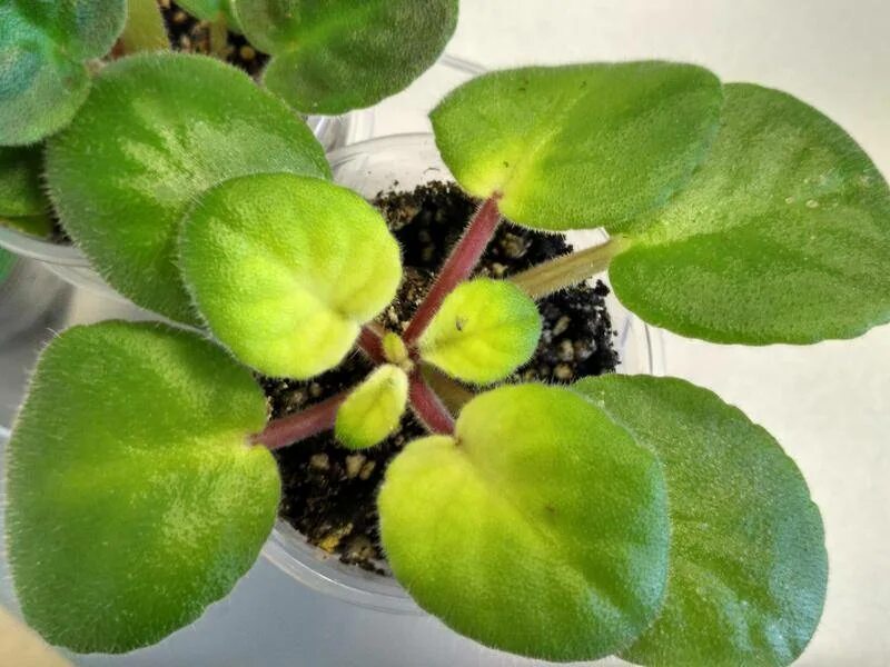 Хлороз у фиалок. У фиалки желтеют листья. Скручиваются листья у фиалки. У фиалки желтеют листья что делать. У фиалки желтеют листья что делать.