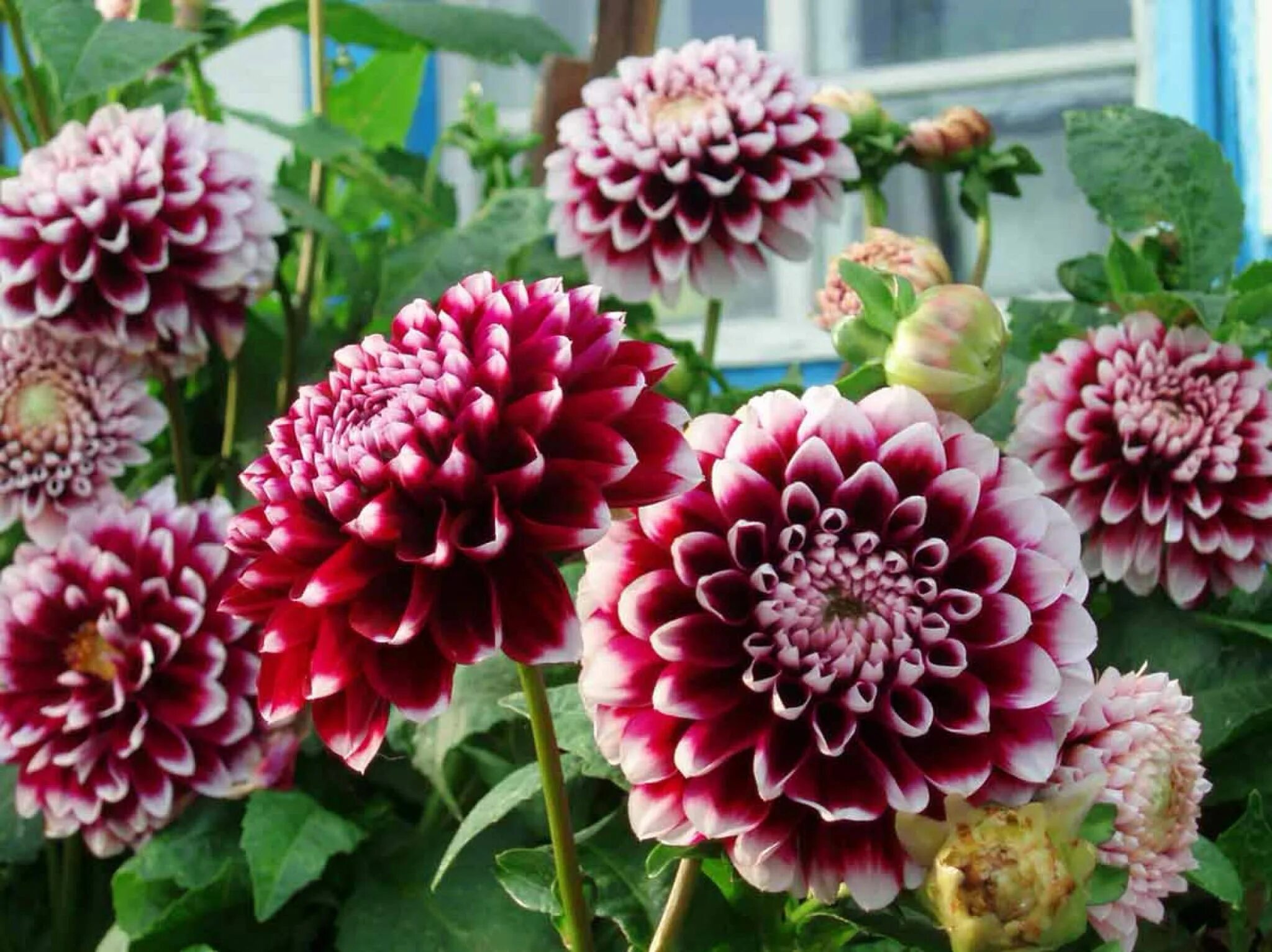 Георгин однолетний сорта с фото. Пионовидные георгины. георгины dahlia. георгины помпонные многолетние. георгин империалис.