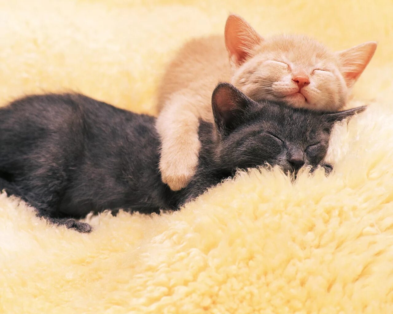 Сон 3 котенка. Сон 3 котенка
