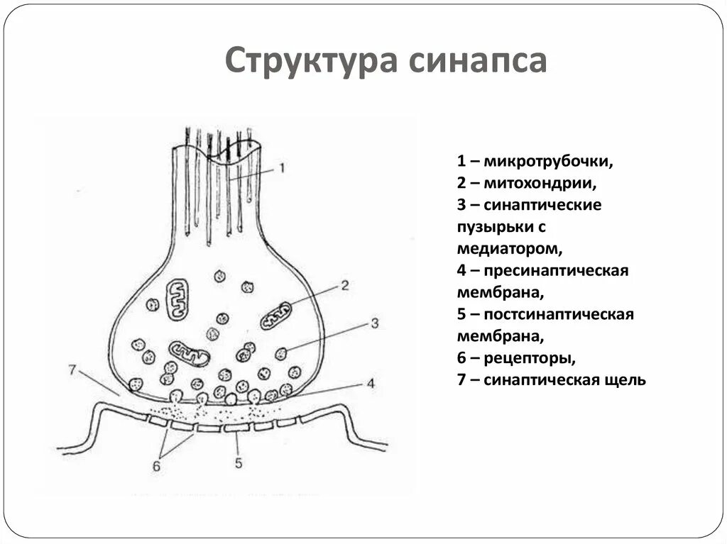 Синаптические пузырьки. Структура химического синапса рисунок. Синапс пресинаптическая мембрана. Строение синапса гистология. Структура синапса схема.